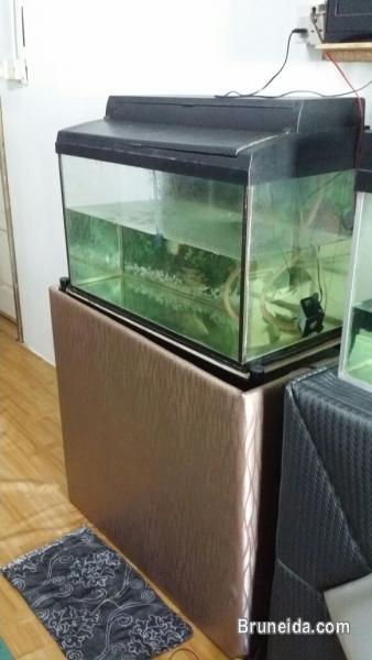 Aquarium complete with filter - image 2