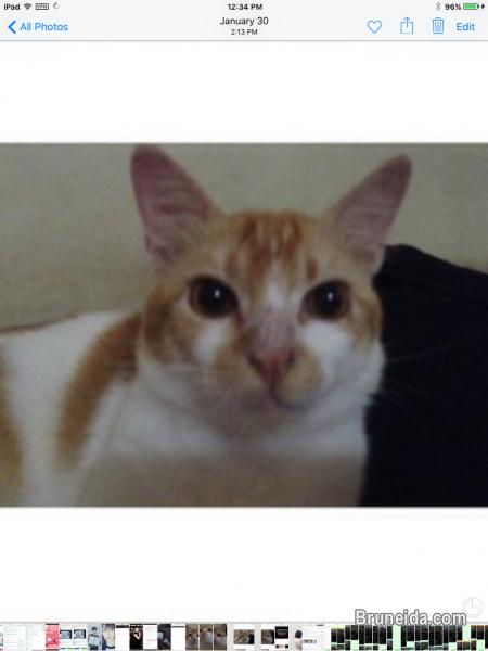 KUCINGKU HILANG. . . . . . C AMUK - image 1