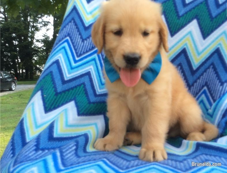 Golden Retrieve Puppies Ready For Their New Families Now - image 2