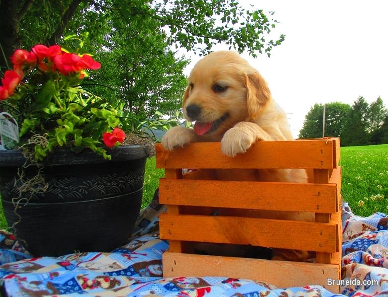 Golden Retrieve Puppies Ready For Their New Families Now - image 3