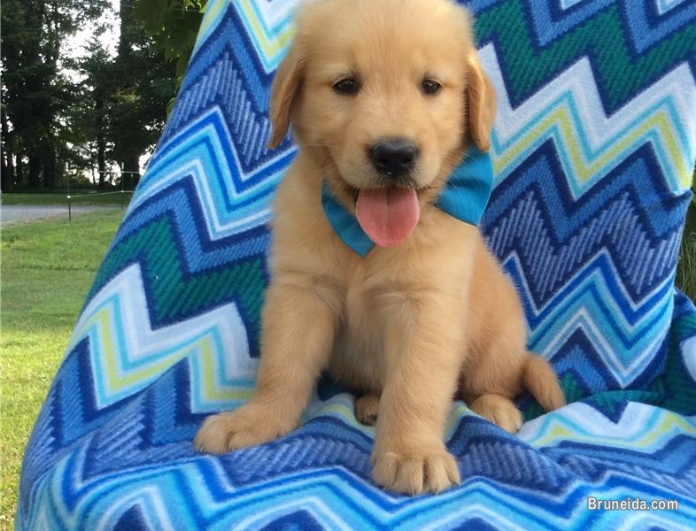 Golden Retrieve Puppies Ready For Their New Families Now - image 4