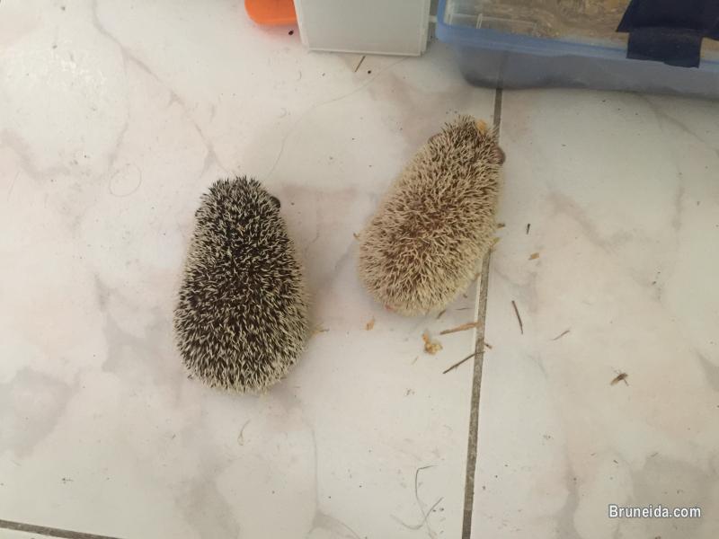 Hedgehogs for sale - image 1