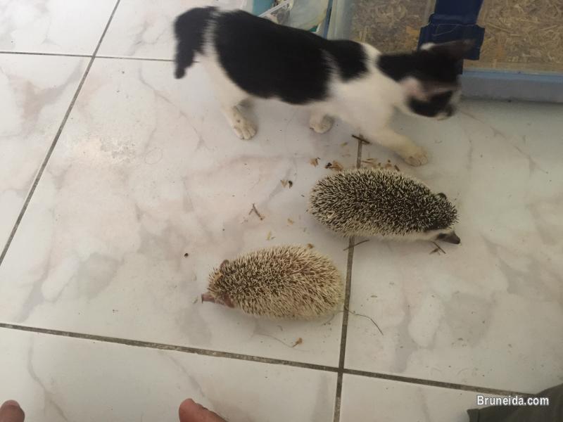 Hedgehogs for sale - image 2