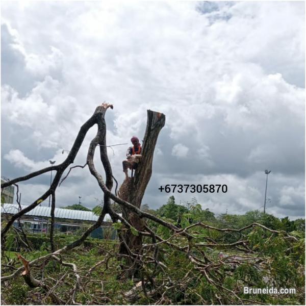 Potong Pokok and Cleaning - image 2