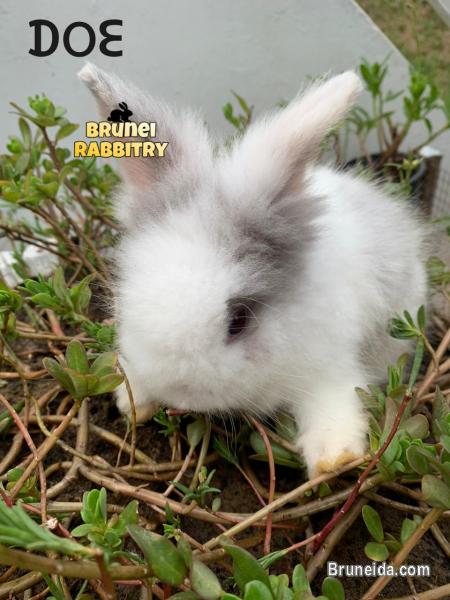 Bunny for sale - image 1