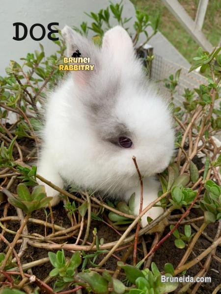 Bunny for sale - image 2
