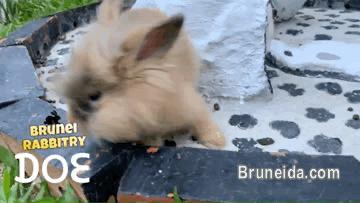 Bunny for sale in Brunei Muara