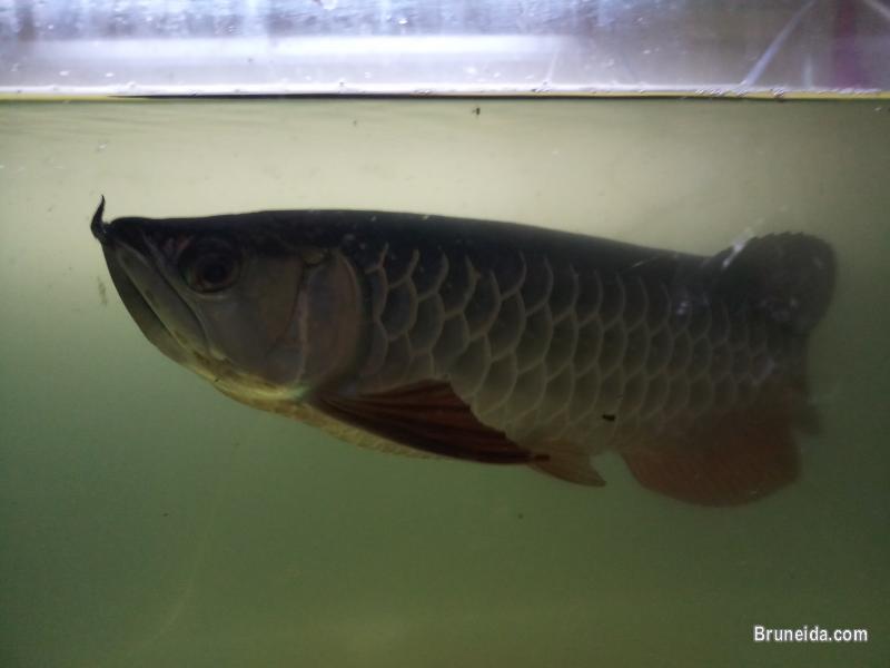 High Back Golden Arowana for sale - image 2