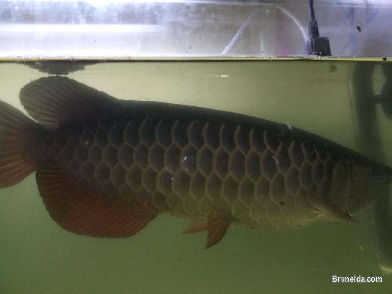 High Back Golden Arowana for sale - image 3