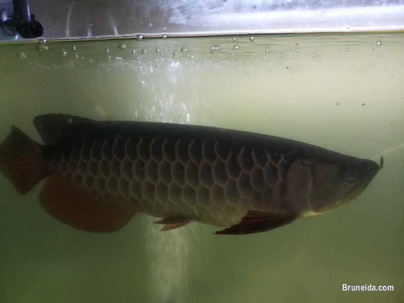 High Back Golden Arowana for sale - image 4