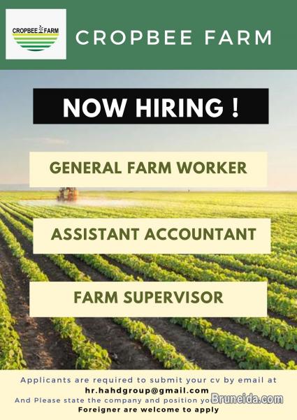 Picture of Job Vacancy As Farm supervisor, Farm labour, Account assistant