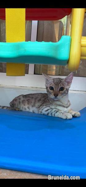 Bengal F3 Kitten 4 Months - image 2