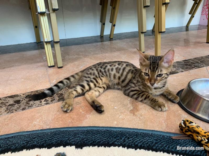 Bengal F3 Kitten 4 Months - image 3