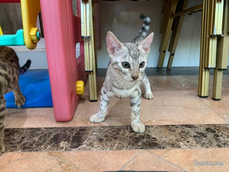 Bengal F3 Kitten 4 Months - image 6