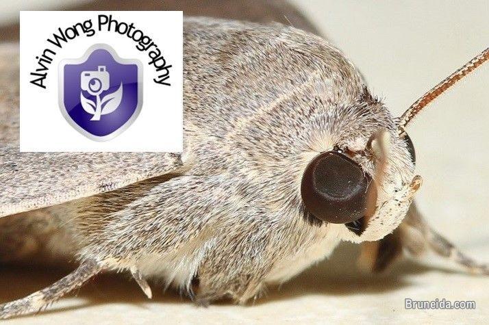 High quality stock photos for sale! - image 2