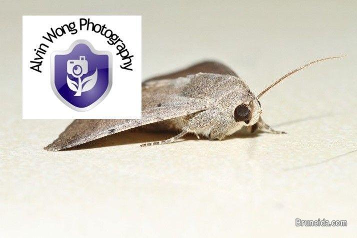 High quality stock photos for sale! - image 4