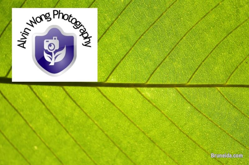 High quality stock photos for sale! - image 5