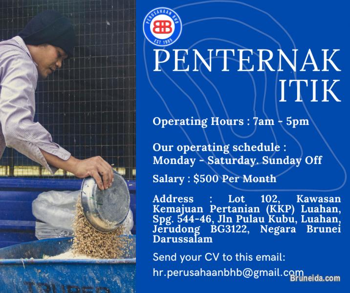 Penternak Itik - image 1