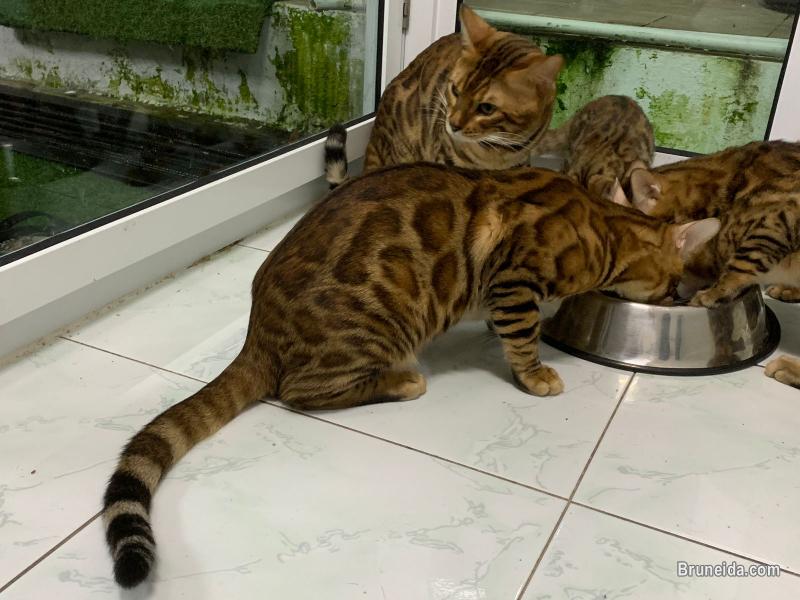 Pure Bengal Cat /Kittens - image 2