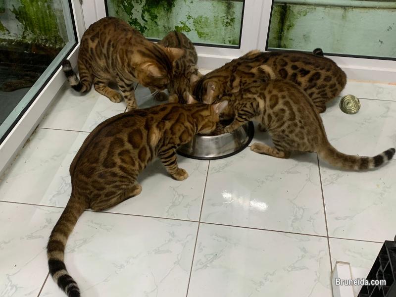Pure Bengal Cat /Kittens - image 3