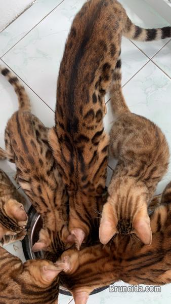 Pure Bengal Cat /Kittens - image 4