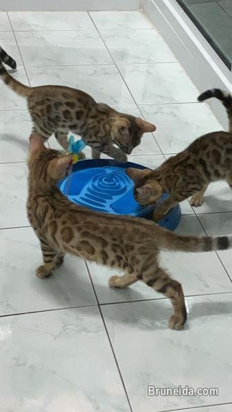 Pure Bengal Cat /Kittens - image 5