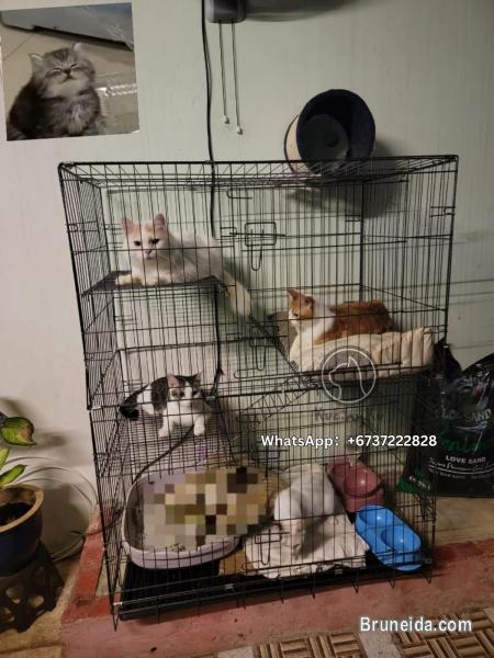 3 Tier Cat Cage/3 tingkat sangkar kandang - image 3