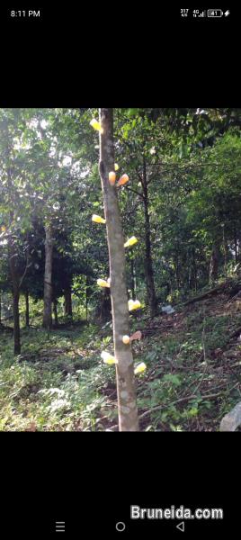 cari pokok gaharu cultivate - image 2