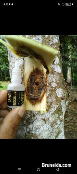cari pokok gaharu cultivate - image 4