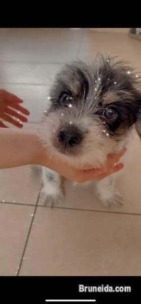 Shihtzu mix breed pup for sale! - image 1