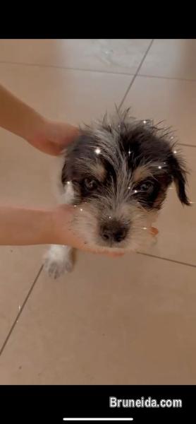 Shihtzu mix breed pup for sale! - image 2