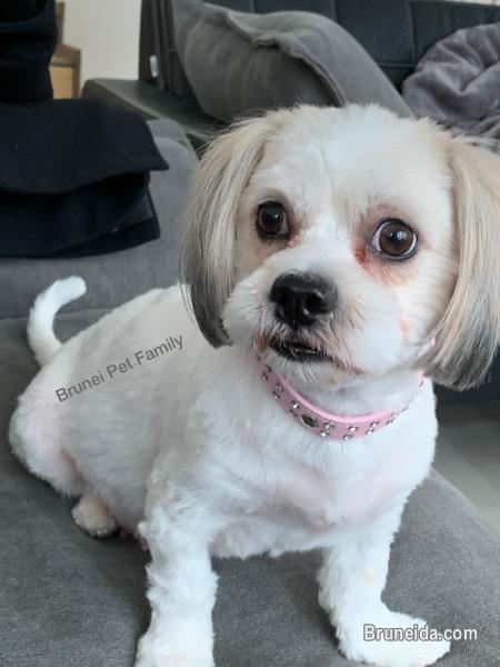 Shihtzu mix breed pup for sale! - image 3