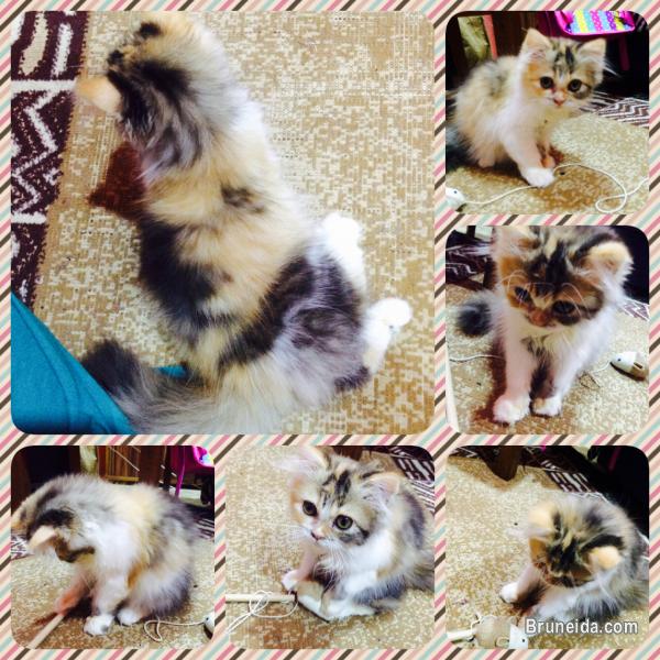 Persian mix DLH kitten for sale Cats / Kittens for sale in Brunei