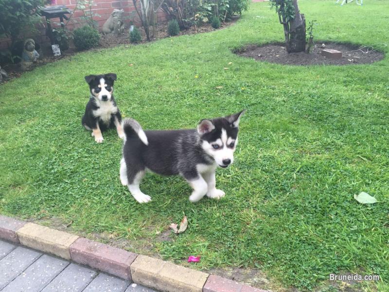 Pictures of Husky Puppies For Sale