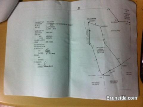 Tanah NT Beluran, Sabah, Malaysia - image 1