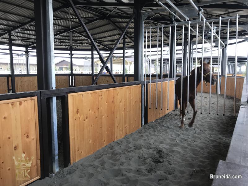 Horsewalker - image 5