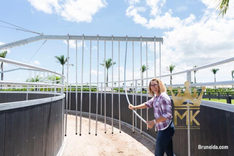 Horsewalker - image 6