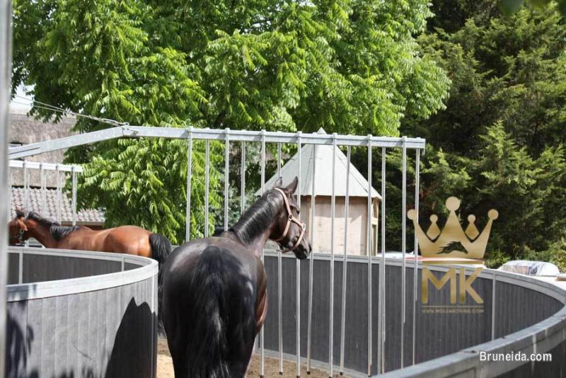 Horsewalker - image 7