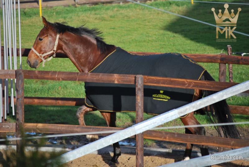 Horsewalker - image 9