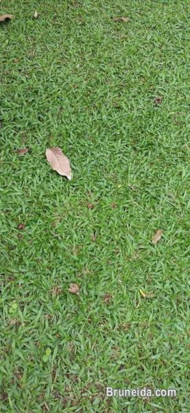 PEMBEKAL RUMPUT HIAS HIDUP - image 1