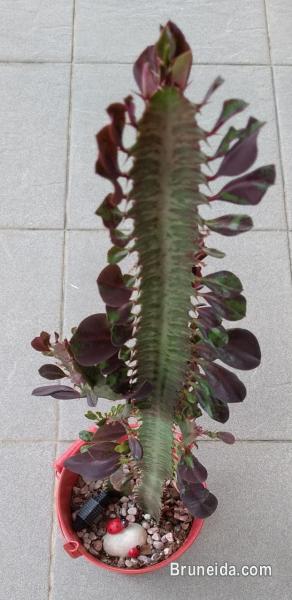 CACTUS FOR SALE - image 2