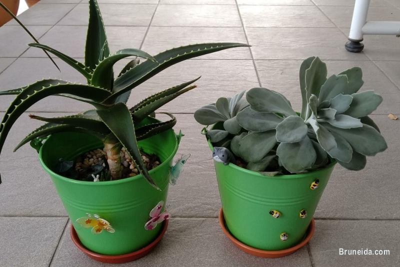 CACTUS FOR SALE - image 3