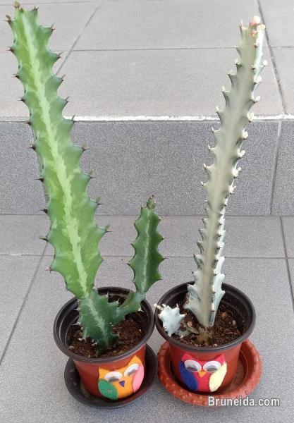 CACTUS FOR SALE - image 4