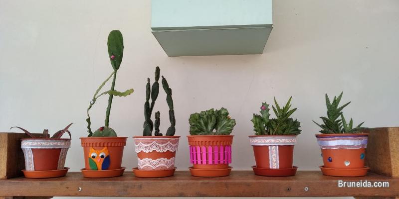 CACTUS FOR SALE - image 5