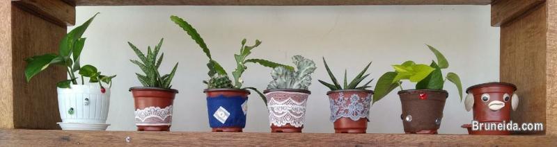 CACTUS FOR SALE - image 6