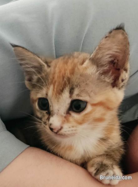 Kittens for free - image 2