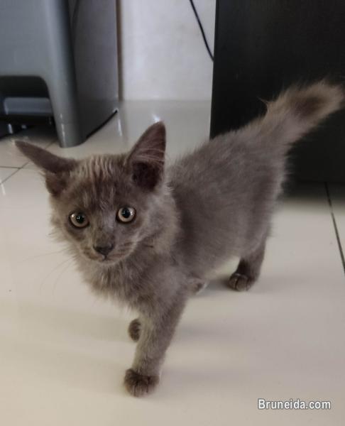 Kittens for free - image 3