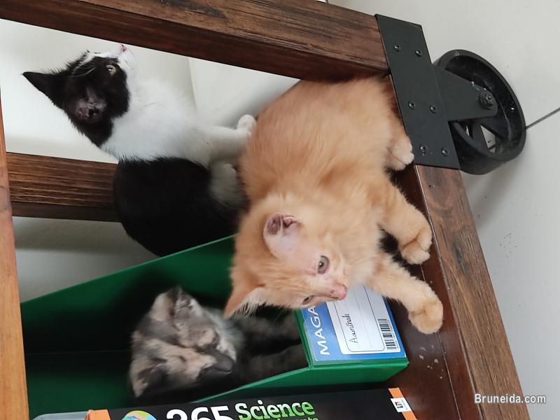 Kittens for free - image 4