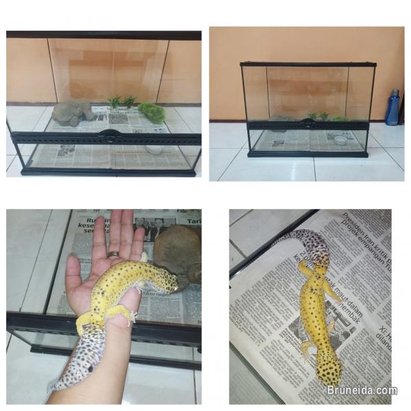 Leopard Geckos and Phones. Try swapping - image 6