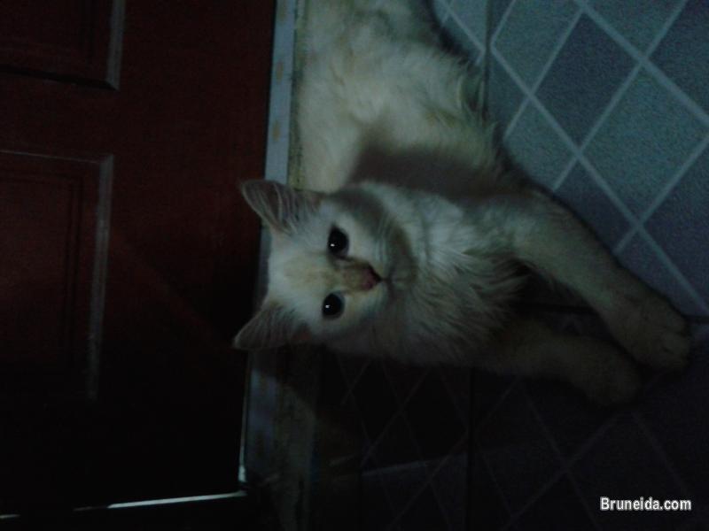 Ragdoll female. almost 2 years old - image 1